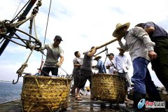 開漁了 新鮮便宜的巴浪魚魷魚來了！