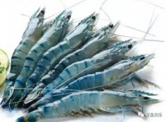 上半年越南白蝦、巴沙魚出口實(shí)現(xiàn)雙增